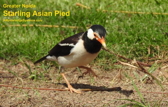 Starling Asian Pied (8) Coming Soon